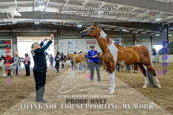 PtHAWW-PEX23-Class 293-295-006-Z