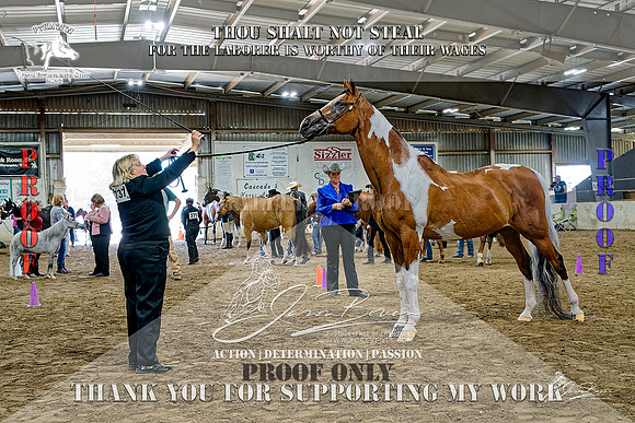 PtHAWW-PEX23-Class 293-295-007-Z